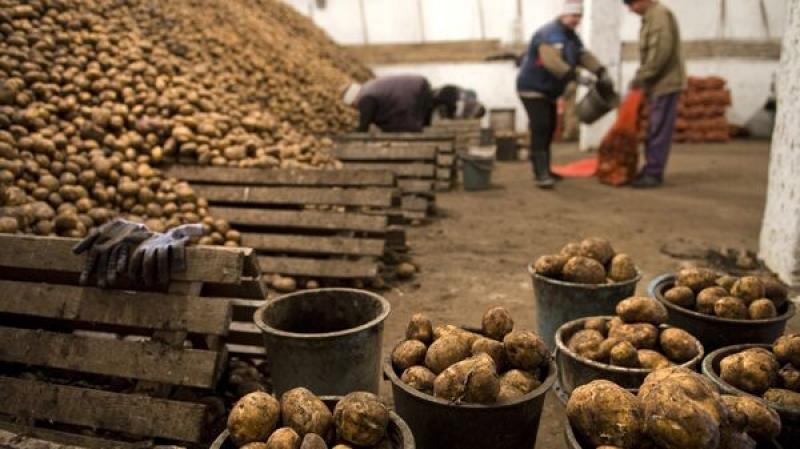 الزراعة تعلن فتح الأسواق البرازيلية أمام البطاطس المصرية