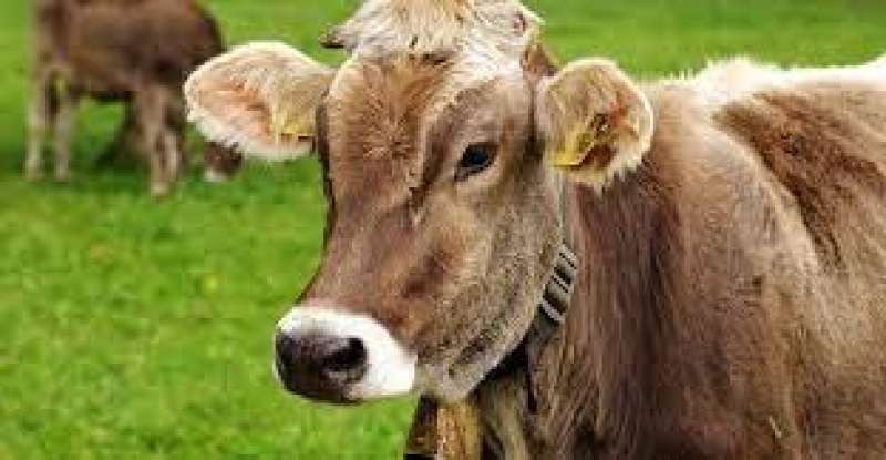 البقرة المتدلعة.. حكاية أغلى نوع لحم في العالم