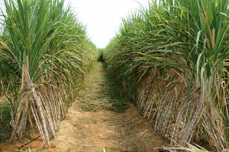التموين: توريد 100 ألف طن قصب من المزارعين بمصانع السكر في الصعيد