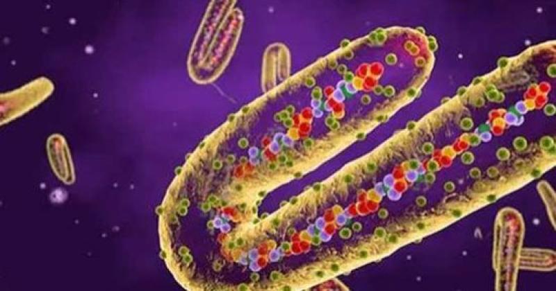 فيروس الزومبي.. منظمة الصحة العالمية تحذر من وباء جديد
