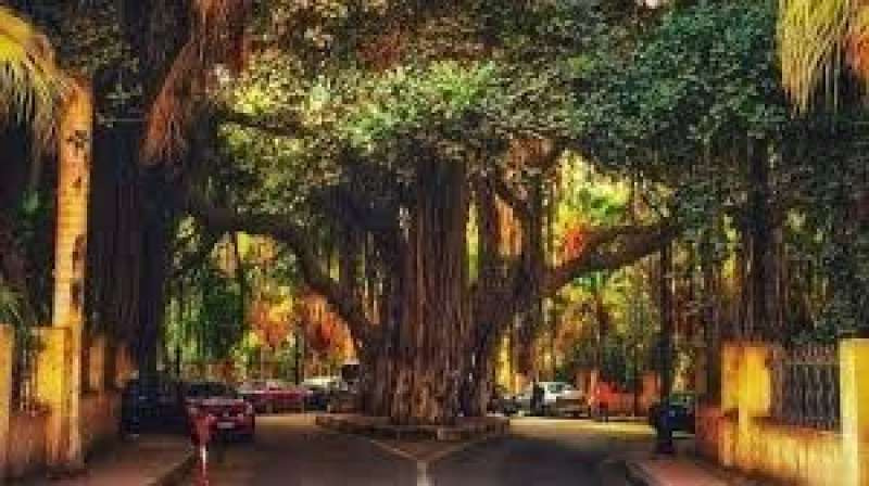 قصة أقدم شجرة في الزمالك عمرها أكتر من 150 سنة